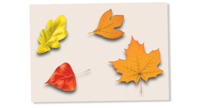 Leaves on paper