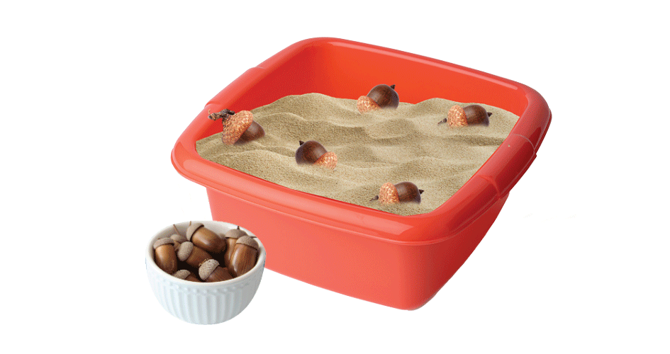Acorns in a bin filled with sand
