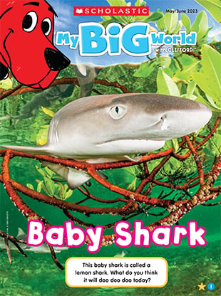 Baby best sale shark scholastic